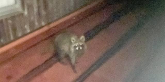 天井裏にアライグマ「自力駆除はダメ」なのに10万円超の自己負担…行政に相談も“理不尽なルール”に絶句