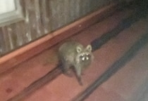 天井裏にアライグマ「自力駆除はダメ」なのに10万円超の自己負担…行政に相談も“理不尽なルール”に絶句