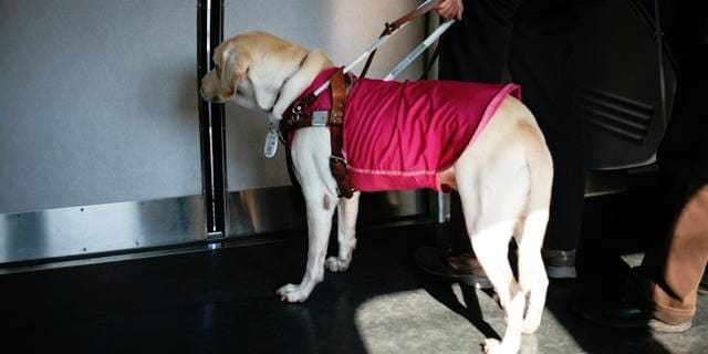 “盲導犬を入店拒否”飲食店の対応が波紋…「衛生面」「他客への迷惑」店側の言い分はどこまで通るのか【弁護士解説】
