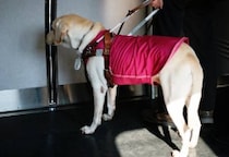 “盲導犬を入店拒否”飲食店の対応が波紋…「衛生面」「他客への迷惑」店側の言い分はどこまで通るのか【弁護士解説】