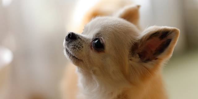 “盗んだ車にいたチワワ”を9m下の川に投げ死なせる　「証拠を残さないように」身勝手な動機でペットを殺害、刑事責任の重さは？