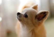 “盗んだ車にいたチワワ”を9m下の川に投げ死なせる　「証拠を残さないように」身勝手な動機でペットを殺害、刑事責任の重さは？