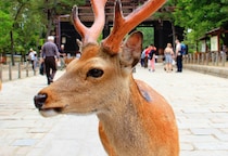 「奈良のシカ」騒動など“悪質クレーム”への法的責任、なぜ問えない？　カスハラ対策義務化まで半年も…根深い構造的課題