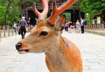 「奈良のシカ」騒動など“悪質クレーム”への法的責任、なぜ問えない？　カスハラ対策義務化まで半年も…根深い構造的課題