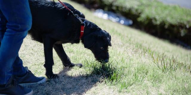 大阪府内の公園に“毒餌”？　愛犬家らSNS拡散も、自治体は「被害確認できず」…弁護士に聞く“立証”の難しさ
