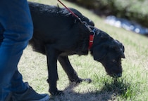 大阪府内の公園に“毒餌”？　愛犬家らSNS拡散も、自治体は「被害確認できず」…弁護士に聞く“立証”の難しさ