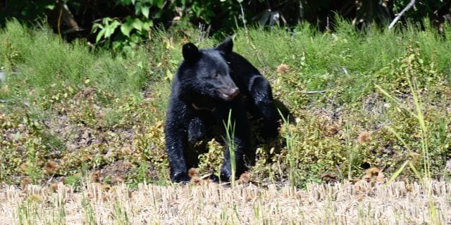「ハンターの4割超が70代以上」クマの市街地出没、背景に構造的課題　人口減少が進む秋田の切実な模索