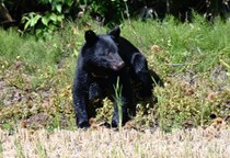 「ハンターの4割超が70代以上」クマの市街地出没、背景に構造的課題　人口減少が進む秋田の切実な模索