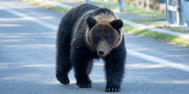 人を襲うヒグマの4割が「仕留め損ないの個体」…ハンターの撃ち方・警察の銃でも不十分？　専門家が説く“即時無力化”の重要性