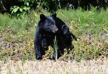 「ハンターの4割超が70代以上」クマの市街地出没、背景に構造的課題　人口減少が進む秋田の切実な模索