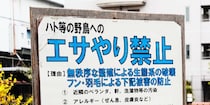 「個人が警察に訴えても、すぐに動いてもらうのは難しい」ハトへの迷惑エサやりで“全国初”書類送検　なぜ立件ハードル高い？