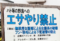 「個人が警察に訴えても、すぐに動いてもらうのは難しい」ハトへの迷惑エサやりで“全国初”書類送検　なぜ立件ハードル高い？