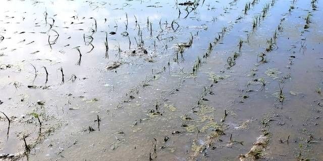 隣家から“除草剤”流出で「稲が枯れた」出荷不能なら多額の賠償責任…「知らなかったでは済まない」損害の現実【弁護士解説】