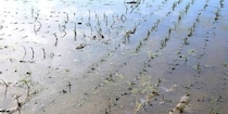 隣家から“除草剤”流出で「稲が枯れた」出荷不能なら多額の賠償責任…「知らなかったでは済まない」損害の現実【弁護士解説】