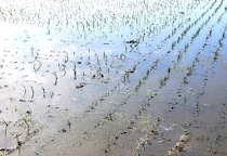 隣家から“除草剤”流出で「稲が枯れた」出荷不能なら多額の賠償責任…「知らなかったでは済まない」損害の現実【弁護士解説】