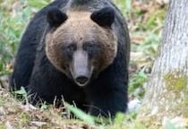 “クマ駆除”担い手不足「ハンターが“感謝される”仕組みを」…法学者が指摘「猟銃所持許可」制度の課題