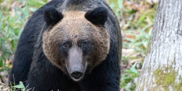 “クマ駆除”担い手不足「ハンターが“感謝される”仕組みを」…法学者が指摘「猟銃所持許可」制度の課題
