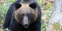 “クマ駆除”担い手不足「ハンターが“感謝される”仕組みを」…法学者が指摘「猟銃所持許可」制度の課題