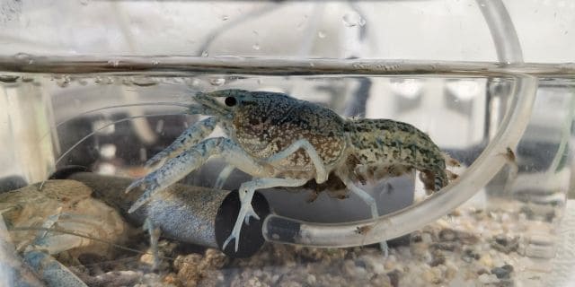 メス1匹で繁殖「外来ザリガニ」駆除のため、那覇市が公園の池をコンクリ埋め立て…“大規模工事”に踏み切らざるを得なかった切実な理由