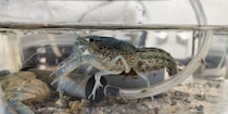 メス1匹で繁殖「外来ザリガニ」駆除のため、那覇市が公園の池をコンクリ埋め立て…“大規模工事”に踏み切らざるを得なかった切実な理由