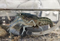 メス1匹で繁殖「外来ザリガニ」駆除のため、那覇市が公園の池をコンクリ埋め立て…“大規模工事”に踏み切らざるを得なかった切実な理由