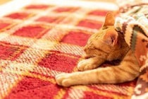 冬の電気代、こたつが最強？暖房費を安くする方法