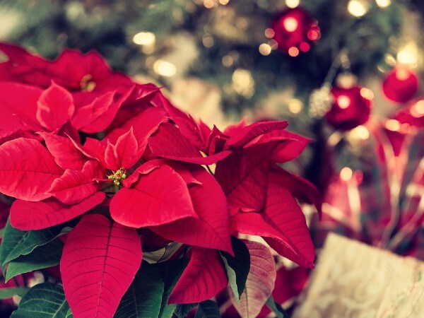 クリスマスにポインセチアを飾るのは?