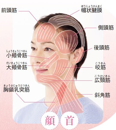 筋肉＆血管にアプローチして肌を引き上げる！