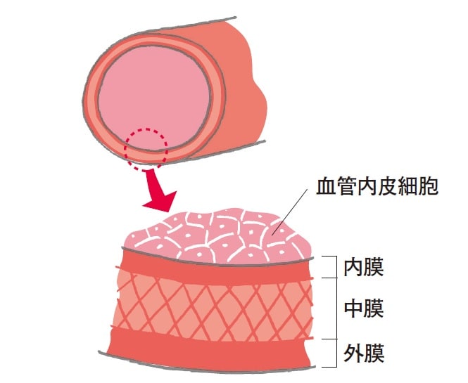 1-4_60代から急速に進行する血管の硬化