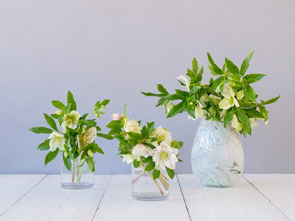 クリスマスローズの飾り方1:ざっくりと生けて楽しむ