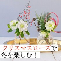 冬の庭の女王「クリスマスローズ」飾り方5選！切り花でも長く楽しめる
