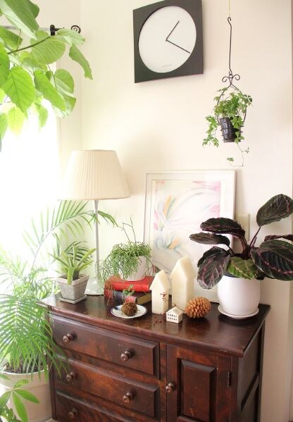 寒さに弱い観葉植物