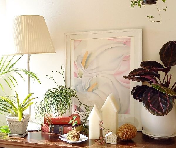 寒さに弱い観葉植物