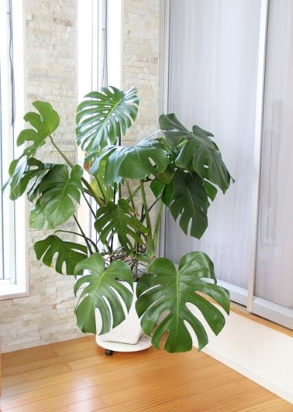 寒さに強い観葉植物