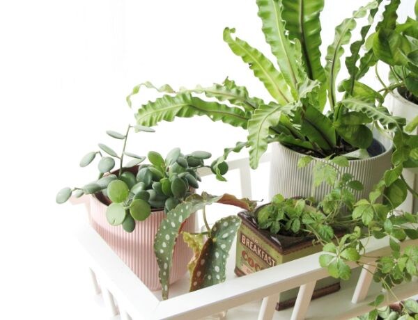 寒さに強い観葉植物