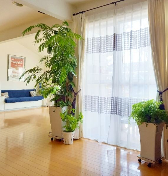 寒さに強い観葉植物