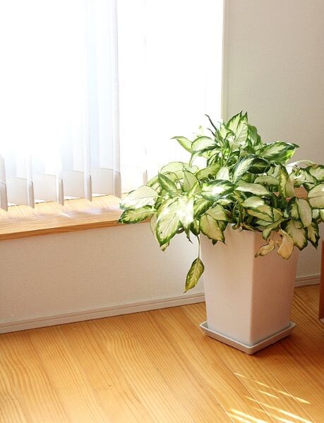 寒さに弱い観葉植物