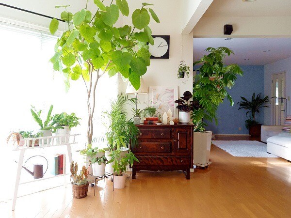 観葉植物、どう冬を乗り越える？奥野多佳子さん流枯れる原因と枯らさないコツ