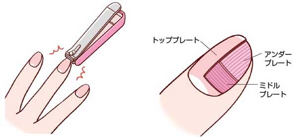 美爪を育てるための3原則