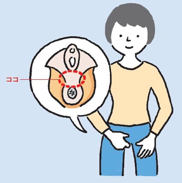 尿漏れ・便秘と関係する「ハンモック筋」ってどんな筋肉？