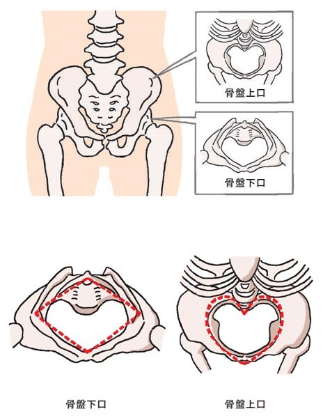 尿漏れ・便秘と関係する「ハンモック筋」ってどんな筋肉？