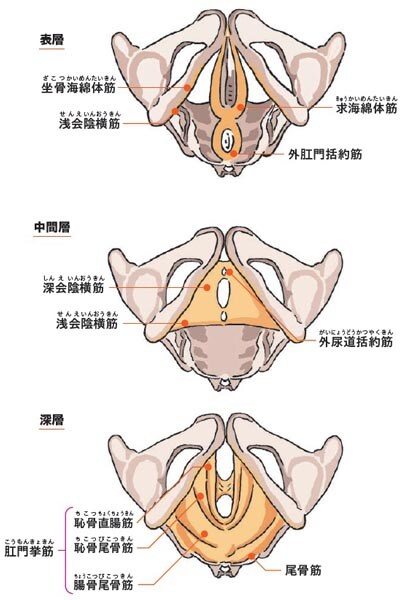 尿漏れ・便秘と関係する「ハンモック筋」ってどんな筋肉？