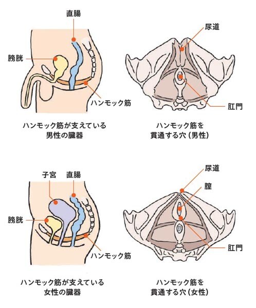 女性は構造的に尿漏れしやすい？ハンモック筋の意外な弱点