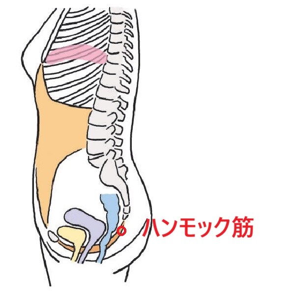 弱ってない？ハンモック筋の衰え度をセルフチェック