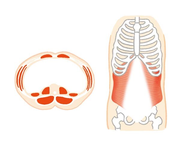 お腹・姿勢・腰に効く「腹横筋」を刺激