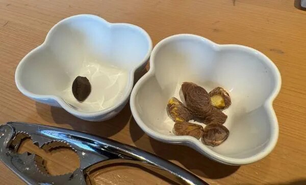 手搾りで実感する、椿油のやさしい力