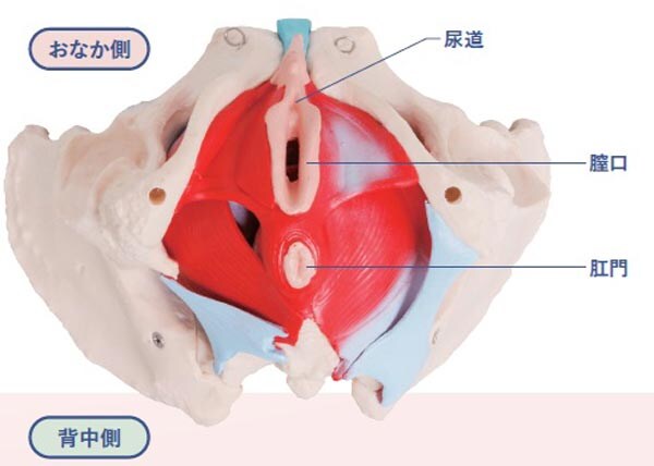「骨盤スイッチ」エクササイズの前に！骨盤底筋をほぐす準備体操