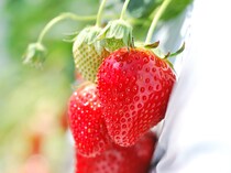 もう遅い!? イチゴ狩りに行くならいつがおすすめ？おいしいイチゴの見分け方は？