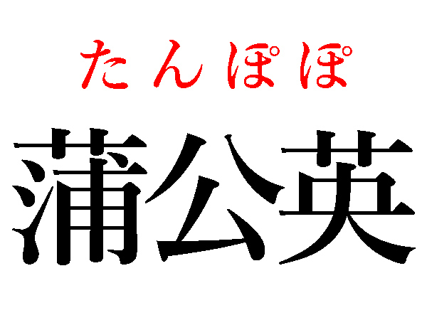 たんぽぽ