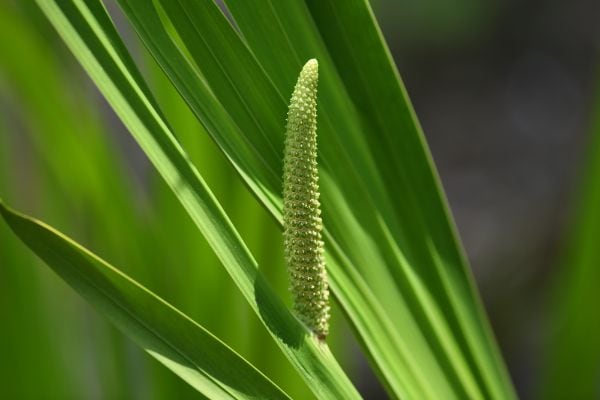 菖蒲の花